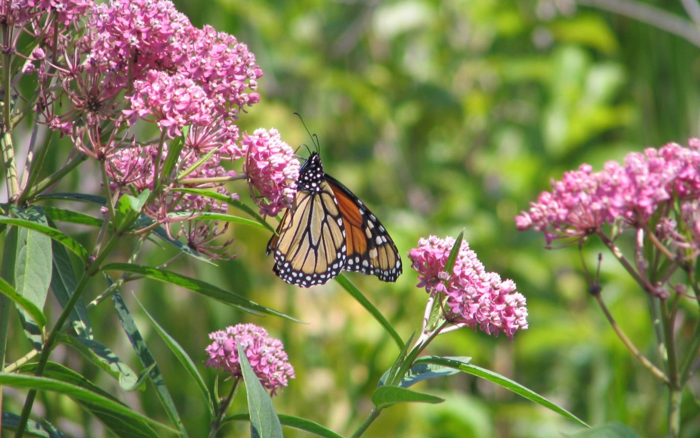 300+ Common Milkweed Seeds - Great For Attracting Monarch Butterflies, Perennial